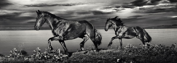 Photograph Jens Edgar Haugen Equus Et Natura Ii on One Eyeland